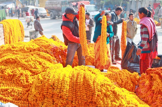 मेयर बालेनले फुलको बिक्री व्यवस्थित गर्न तोके ४६ बिक्री केन्द्र