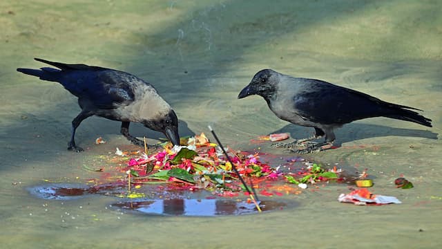 आज काग तिहार