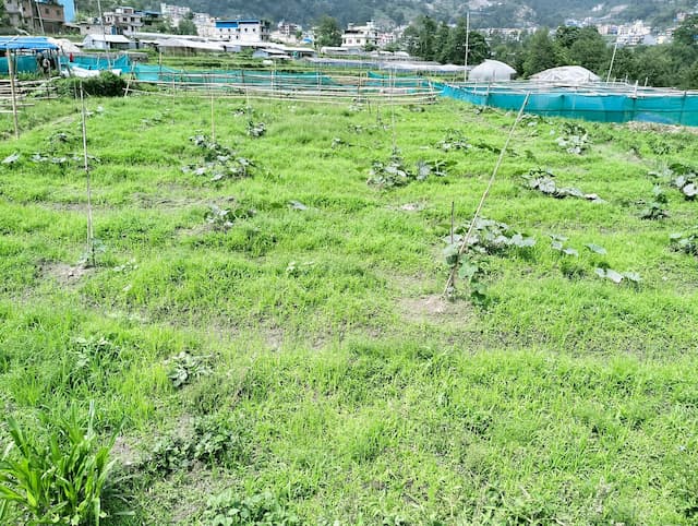 Land on sale in Tarkeshwor, Sangla